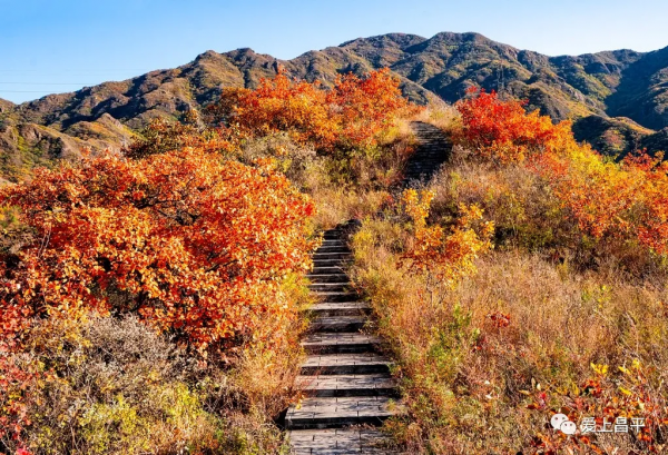 氣溫驟降,昌平這6個賞紅葉地即將登場,提前收藏 氣溫驟降,昌平這6個賞紅葉地即將登場,提前收藏