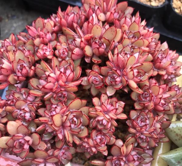 多肉植物的花語心願 多肉植物的花語心願