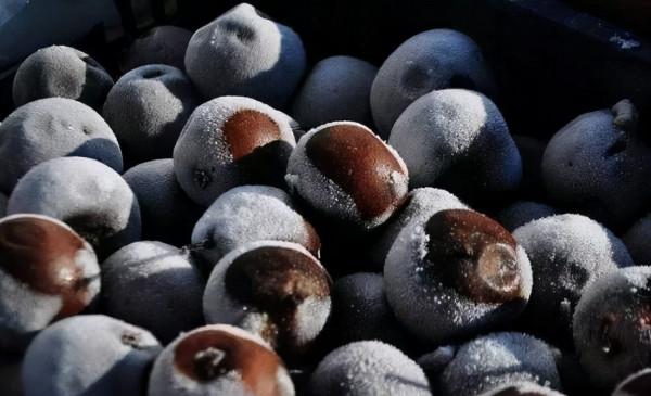 今兒霜降，一年補透透，不如補霜降！吃什麼美食更講究？