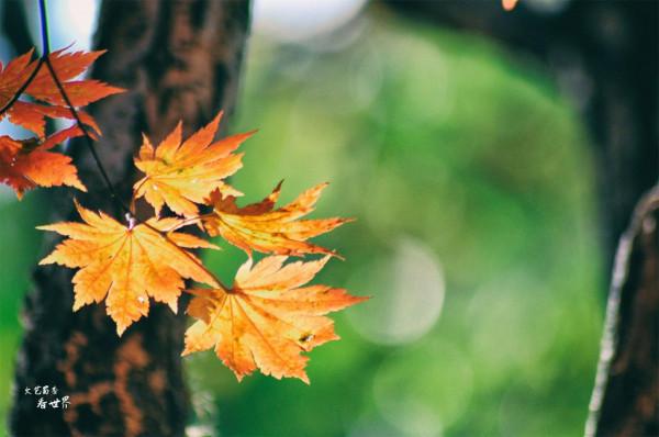 退休後的每年秋天，我都會去本溪同一個景區觀賞紅葉，從未失望過