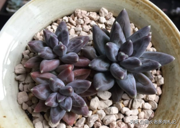 烏拉克拉，兼具暗黑系和暗紋系特點的多肉，有它養啥千代田之松？