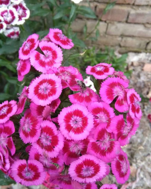 4種花美到“毫無抵抗力”，陽臺養1盆，1次能開幾十朵