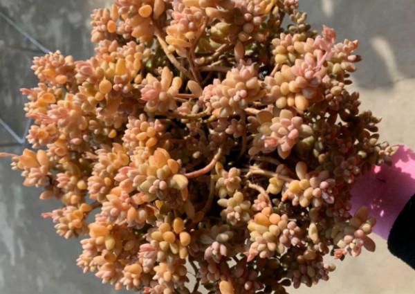 5種多肉植物，皮實好養，能養死的都是人才