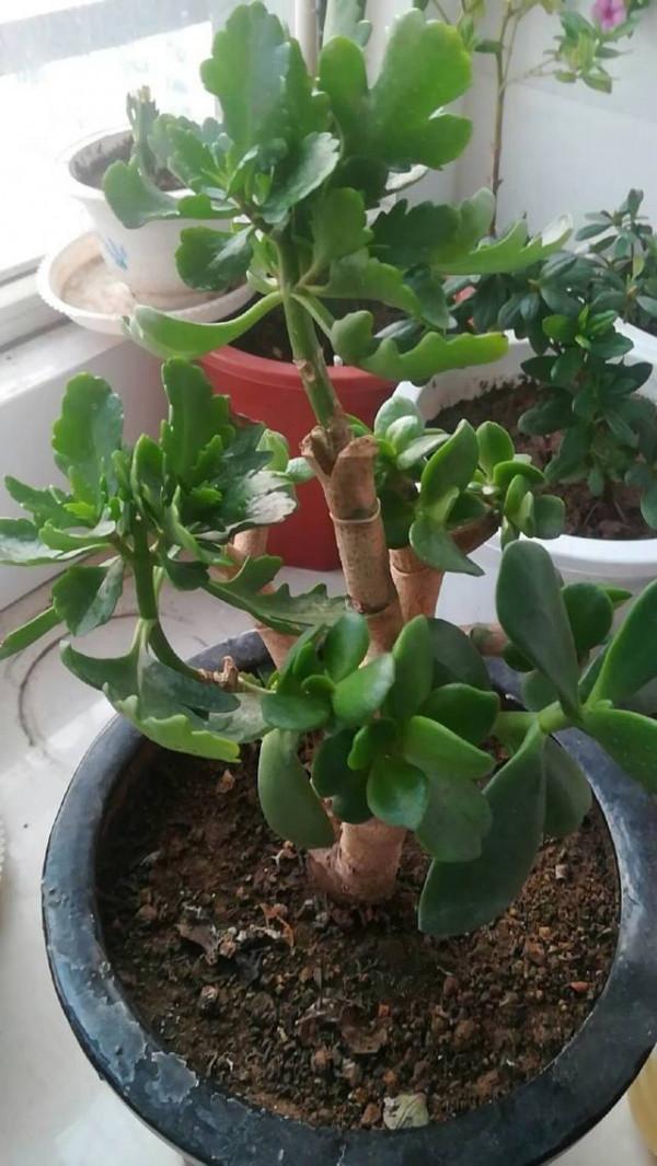 “家裡有棵樹，代代都富有”！室內養樹，建議從這9種裡面選