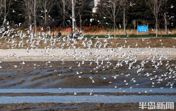 蒼鷺、海鷗、野鴨……候鳥大部隊集結白沙河