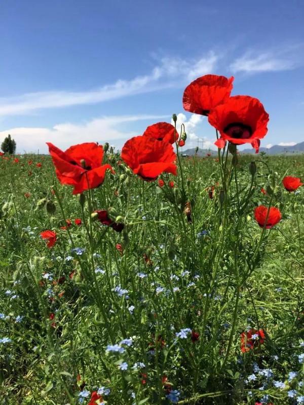 新疆那拉提草原風光 新疆那拉提草原風光