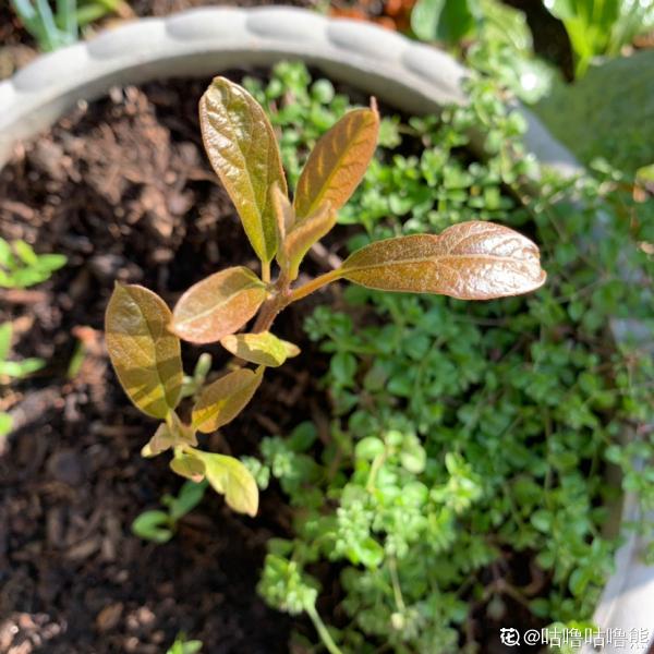 1粒種子幾塊錢，掌握6個養護方法，結出的果實可達幾百塊