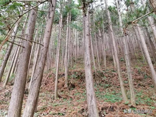 一畝一萬元的杉木林該如何種