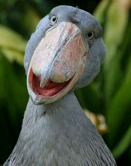 兩種“佛系”的鳥類：一種名字佛系，一種靠佛系活著