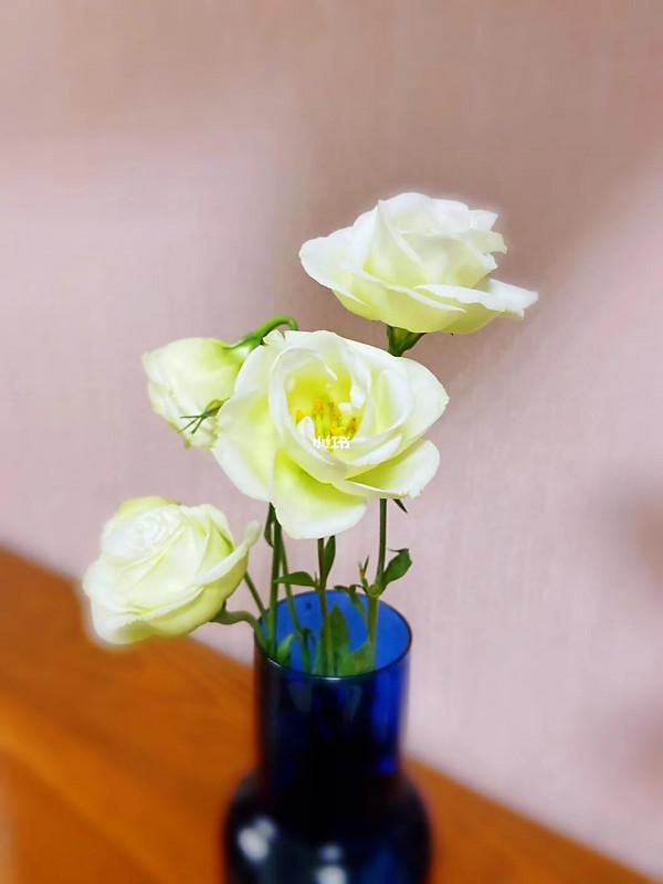 五彩斑斕洋桔梗花 五彩斑斕洋桔梗花