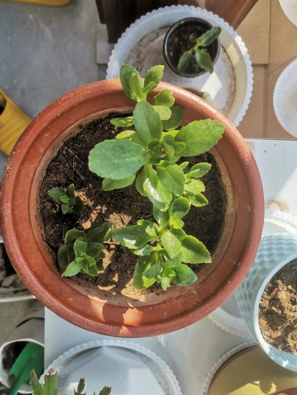 你們的長壽花咋樣了？