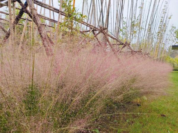 秋日應該就是賞草的季節