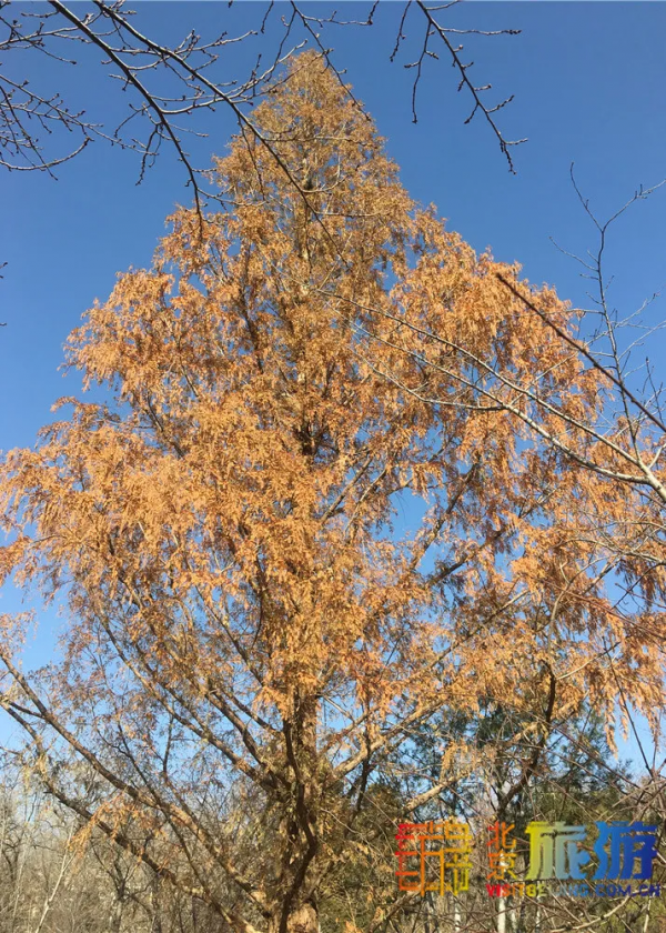 唯美浪漫！京城這個公園的水杉還紅著，錯過等明年~【送年票】