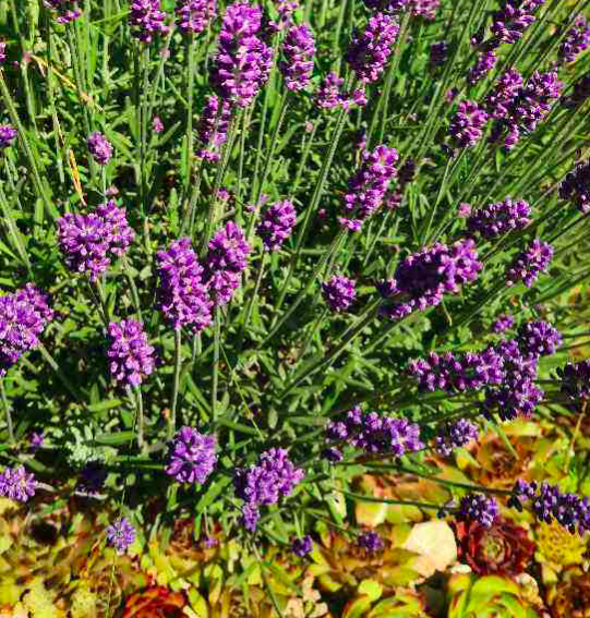常見的8種植物，也是中藥，養在家裡特養人