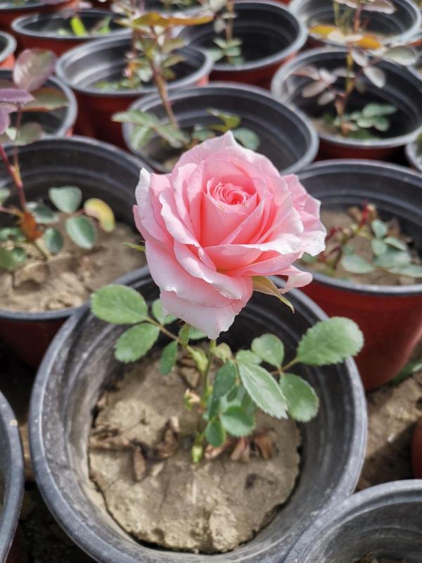 小心帶刺的玫瑰！危險又迷人，不會養護可要出大問題