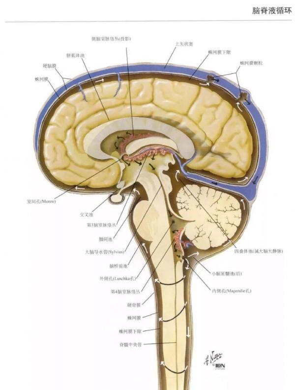 “第五腦室”是透明隔腔嗎? “第五腦室”是透明隔腔嗎?
