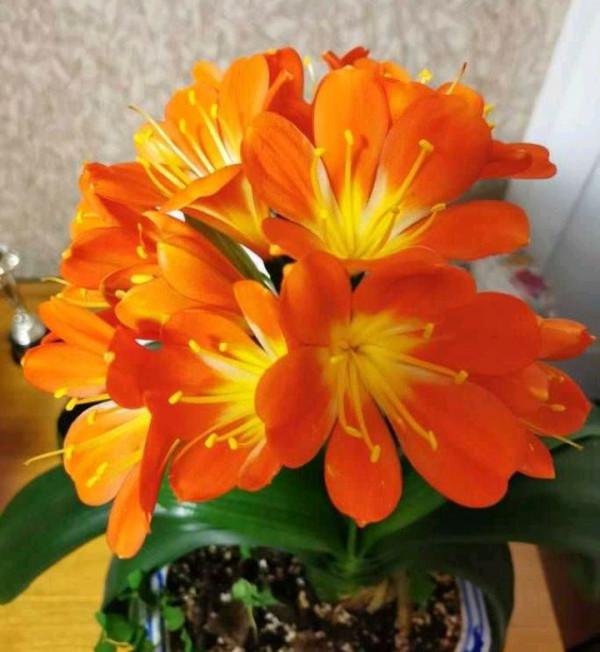 5種“養人花”,你養著它,它也養著你,家裡空氣清新,人健康 5種“養人花”,你養著它,它也養著你,家裡空氣清新,人健康