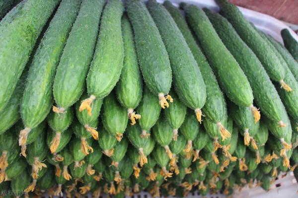 “二九”可種植哪些蔬菜？6種“耐寒菜”都可種，蔬菜貴也不怕