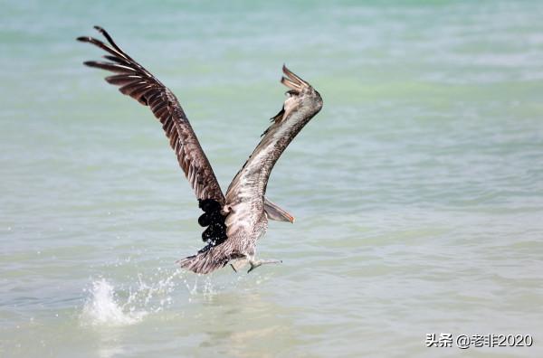 我拍的10種動物,你能認出一半就很厲害了 我拍的10種動物,你能認出一半就很厲害了