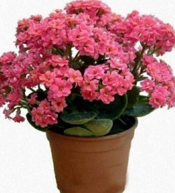 花市大撿漏，春節前100元，年後10元，抽空去撿便宜貨