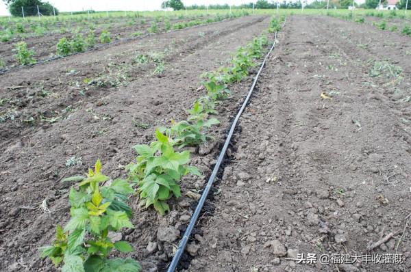 滴灌在農業領域的重要作用，滴灌裝置如何讓農作物&OpenCurlyDoubleQuote;喝飽水&rdquo;？