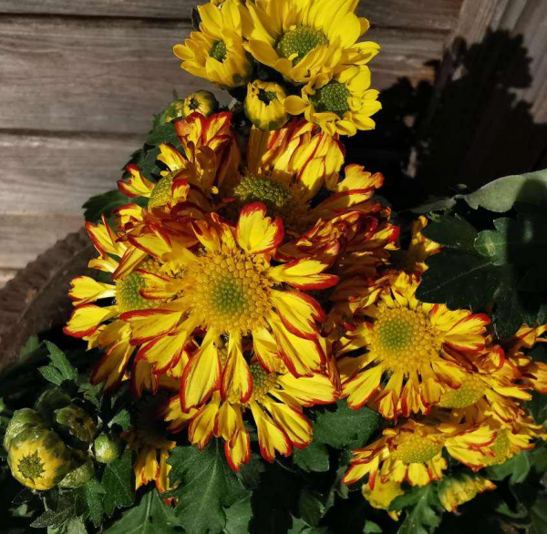 養花之後我變了，整天喜歡&quot;撿垃圾&quot;，還當成寶貝愛不釋手