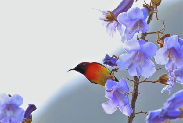 春天來了，鳥兒與花朵綻放