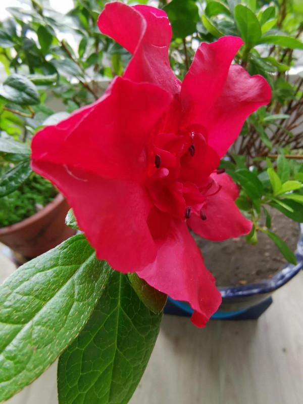 杜鵑花是花中西施