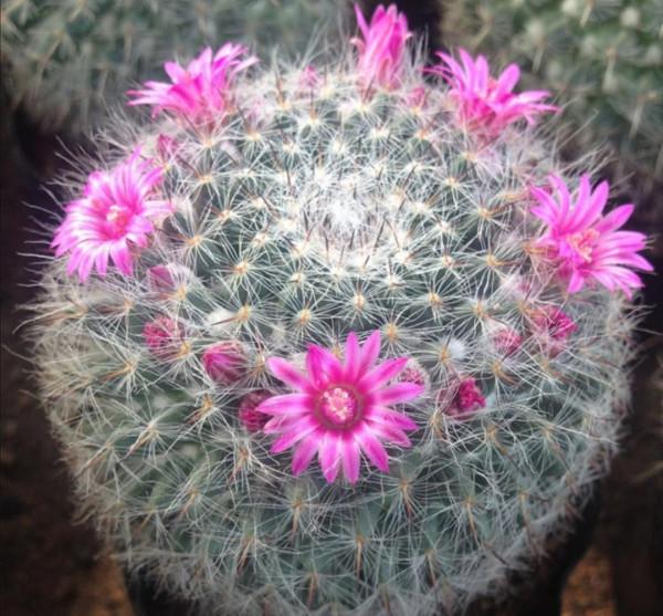 3種“沙漠”花，容易被澆死，多曬太陽少澆水！養在客廳超有範兒