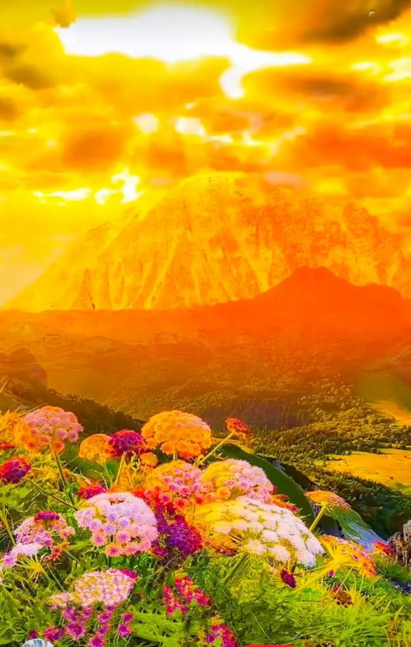 分享：五彩斑斕，千姿百態的花海，視覺盛宴，像仙境一般美麗