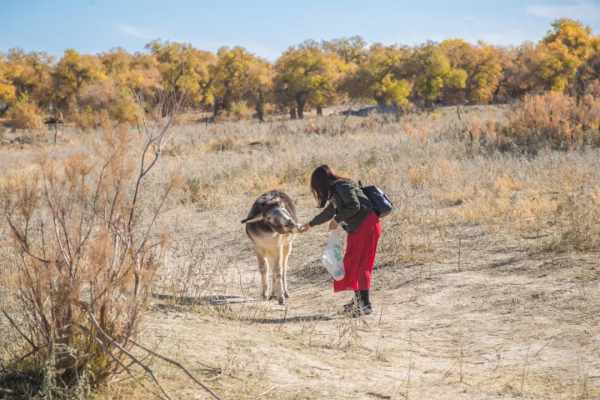 毫無懸念!今年最美的國內秋天,果然還是額濟納 毫無懸念!今年最美的國內秋天,果然還是額濟納