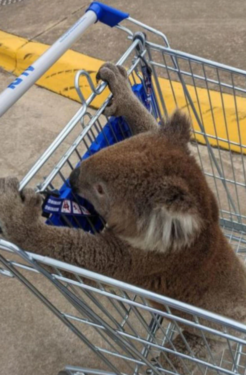 ALDI手推車裡的考拉，維州男子成功救出困在停車場的考拉
