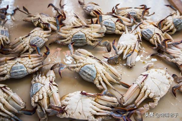 買梭子蟹不會挑?船老大教你3招,個個膏滿黃肥,保準一挑一個肥 買梭子蟹不會挑?船老大教你3招,個個膏滿黃肥,保準一挑一個肥
