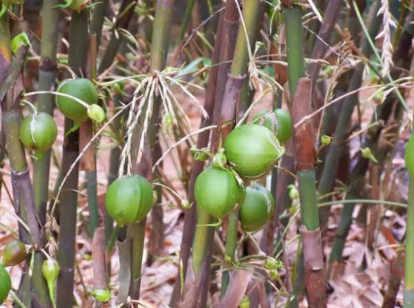 “竹子開花，馬上搬家”，難道竹花真是災變的前兆？沒搬會怎樣