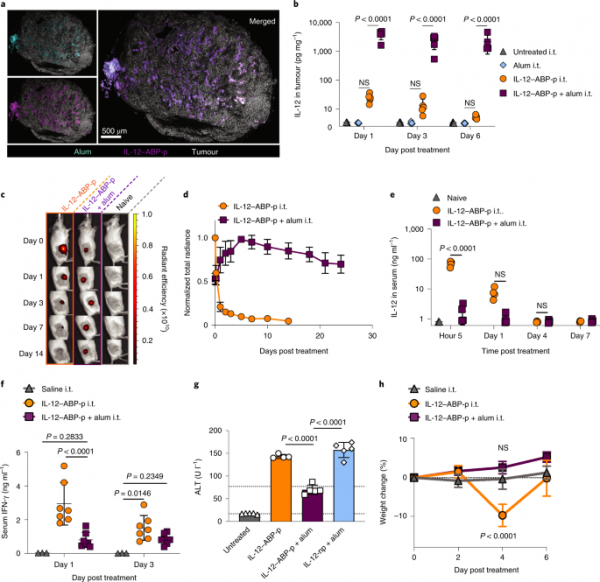 MIT研究：癌症靶向治療透過“踩油門”殺死腫瘤細胞
