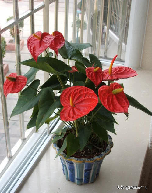 8種漂亮花，可以養一盆，寓意吉祥，旺財又旺家