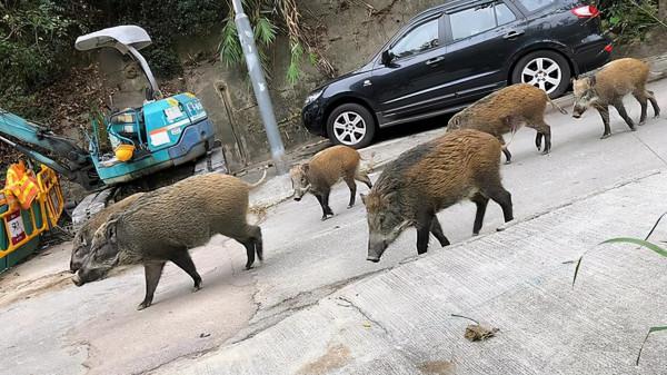 批覆了！河南信陽要對野豬“下狠手”，這次能把野豬“制服”嗎？