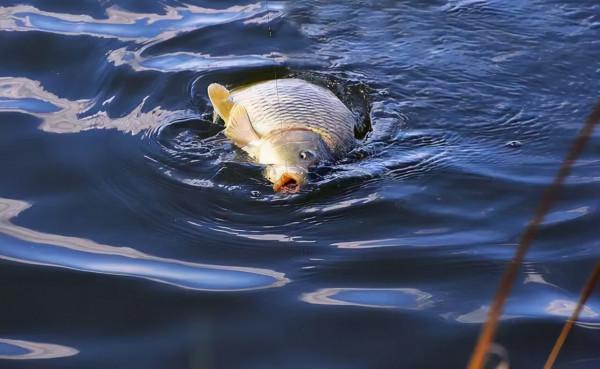 垂釣中是否存在檔口問題?怎麼個檔口法?咋避免?一次說明白 垂釣中是否存在檔口問題?怎麼個檔口法?咋避免?一次說明白