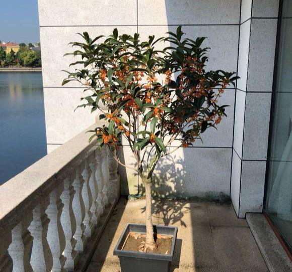 陽臺養盆四季桂的養護注意事項，這三點最為重要