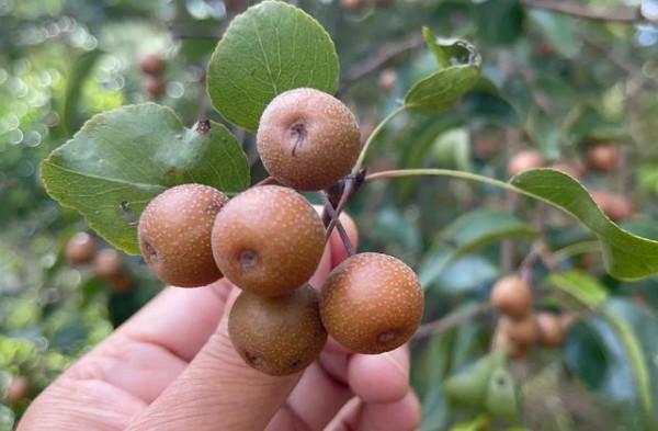 雲南大山裡邂逅&OpenCurlyDoubleQuote;野橄欖&rdquo;，味道先酸澀後回甘，最好吃的是豆梨