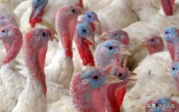 西班牙多處爆發禽流感，到底會不會人傳人？