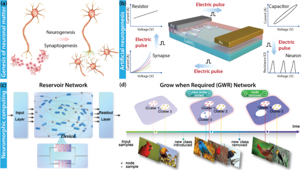 Science：神經再生電子器件助推人工智慧硬體整合