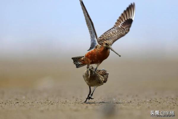 不吃不喝，持續飛行11天橫跨太平洋，斑尾塍鷸為啥這麼能飛？