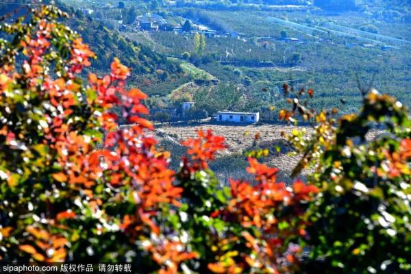 最新實拍!北京這裡紅葉美翻了!關鍵人少還免費,快來打卡 最新實拍!北京這裡紅葉美翻了!關鍵人少還免費,快來打卡