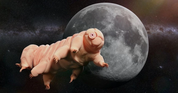 科學家發現被困在琥珀中1600萬年的水熊蟲,它還活著麼? 科學家發現被困在琥珀中1600萬年的水熊蟲,它還活著麼?