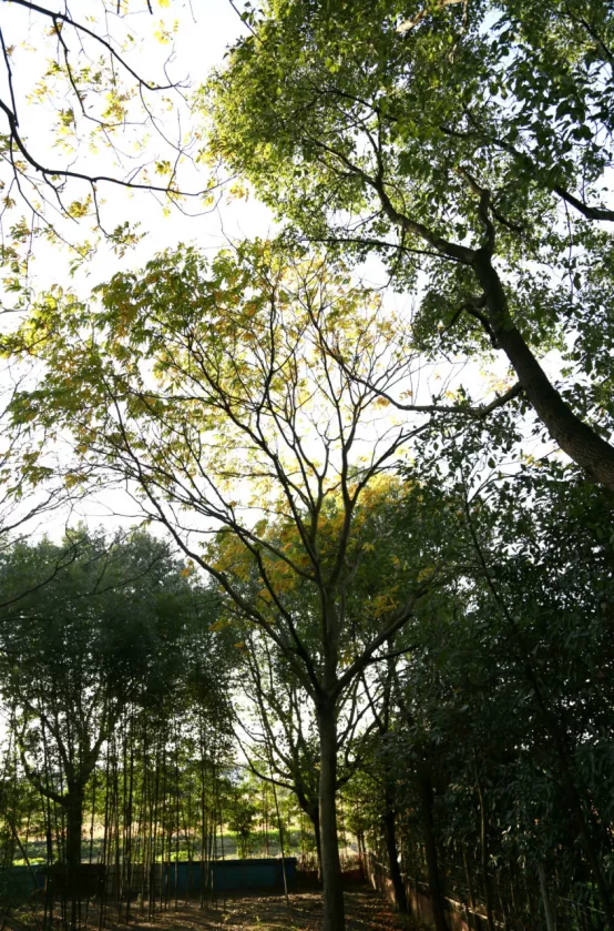 聯莊村：一個＂整＂出來的野趣盎然江南水鄉