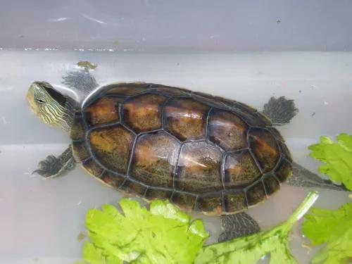 龜類科普介紹 龜類科普介紹