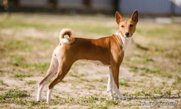 這7種獵犬，都來自非洲大陸，有你們認識的嗎？