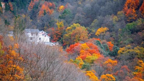 四川第三期紅葉觀賞指數釋出!不出家門,帶你雲遊這些動人風景 四川第三期紅葉觀賞指數釋出!不出家門,帶你雲遊這些動人風景