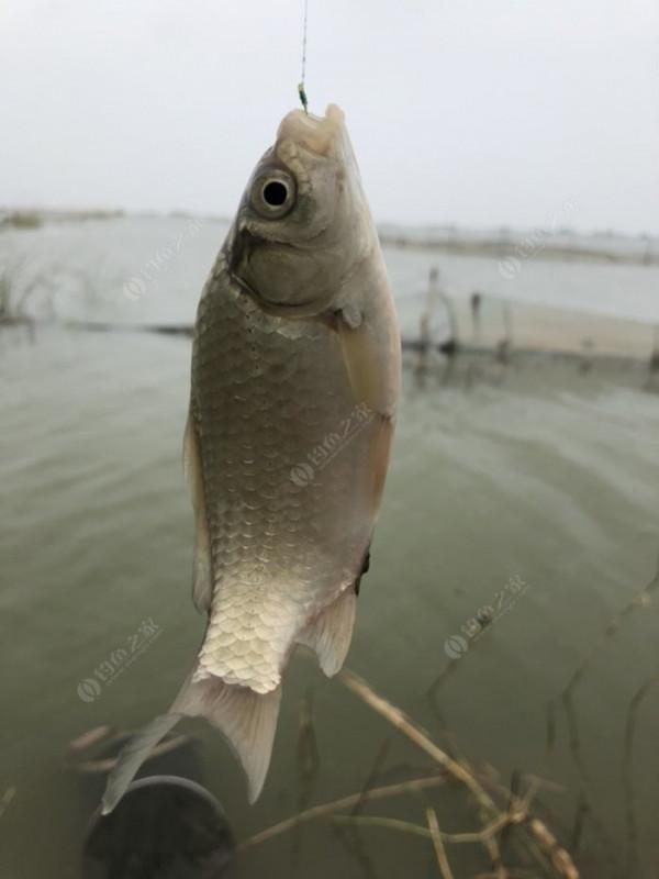 2021垂釣日誌之56,艱辛垂釣路,魚獲足補償 2021垂釣日誌之56,艱辛垂釣路,魚獲足補償